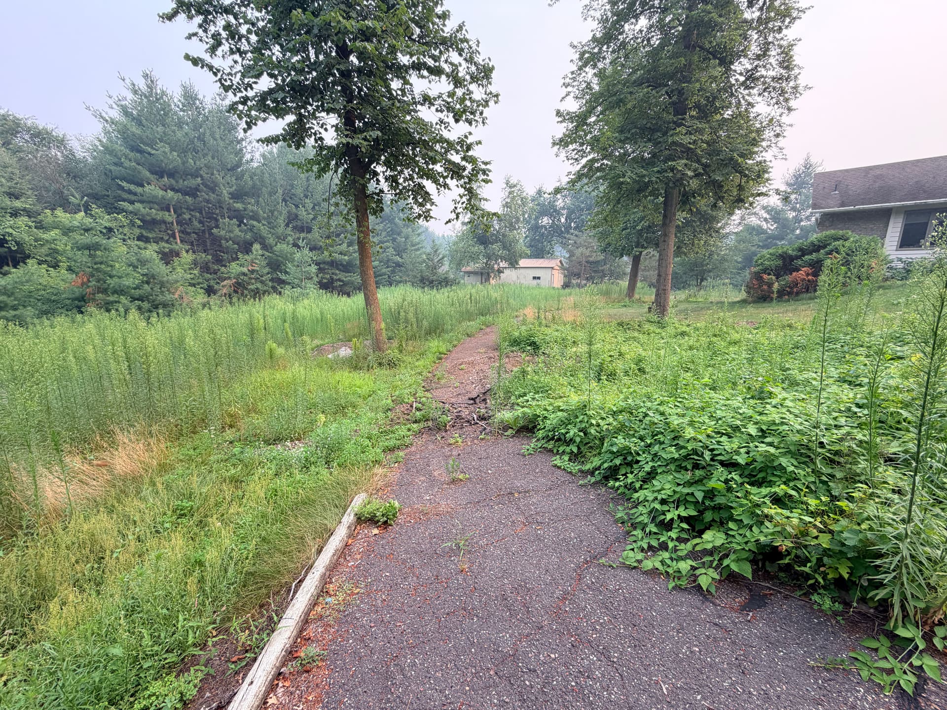Overgrown Property Brush Cut Back to Usable Ground