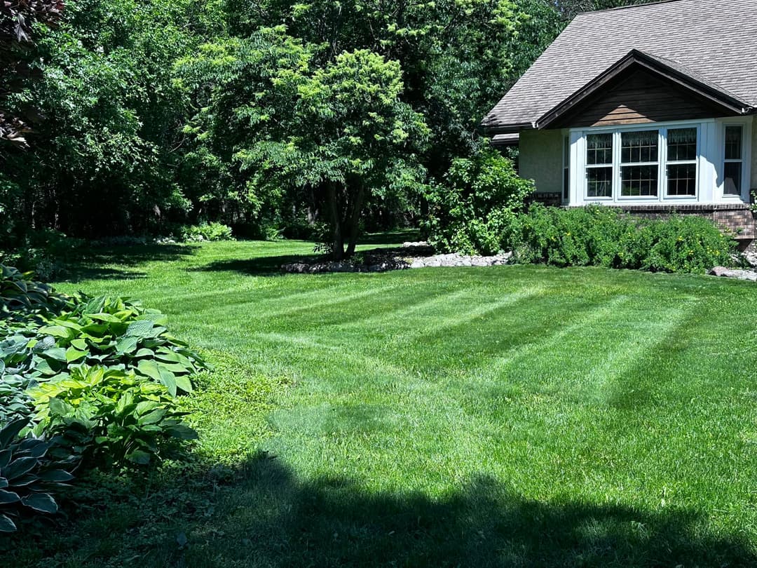 Lush green lawn with neatly striped grass and a cozy house surrounded by trees and shrubs.