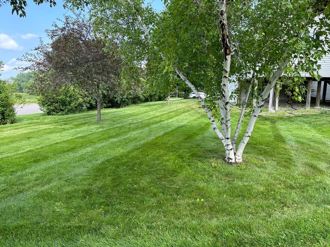 Lush green lawn with a birch tree and shaded areas near a house on a clear day.