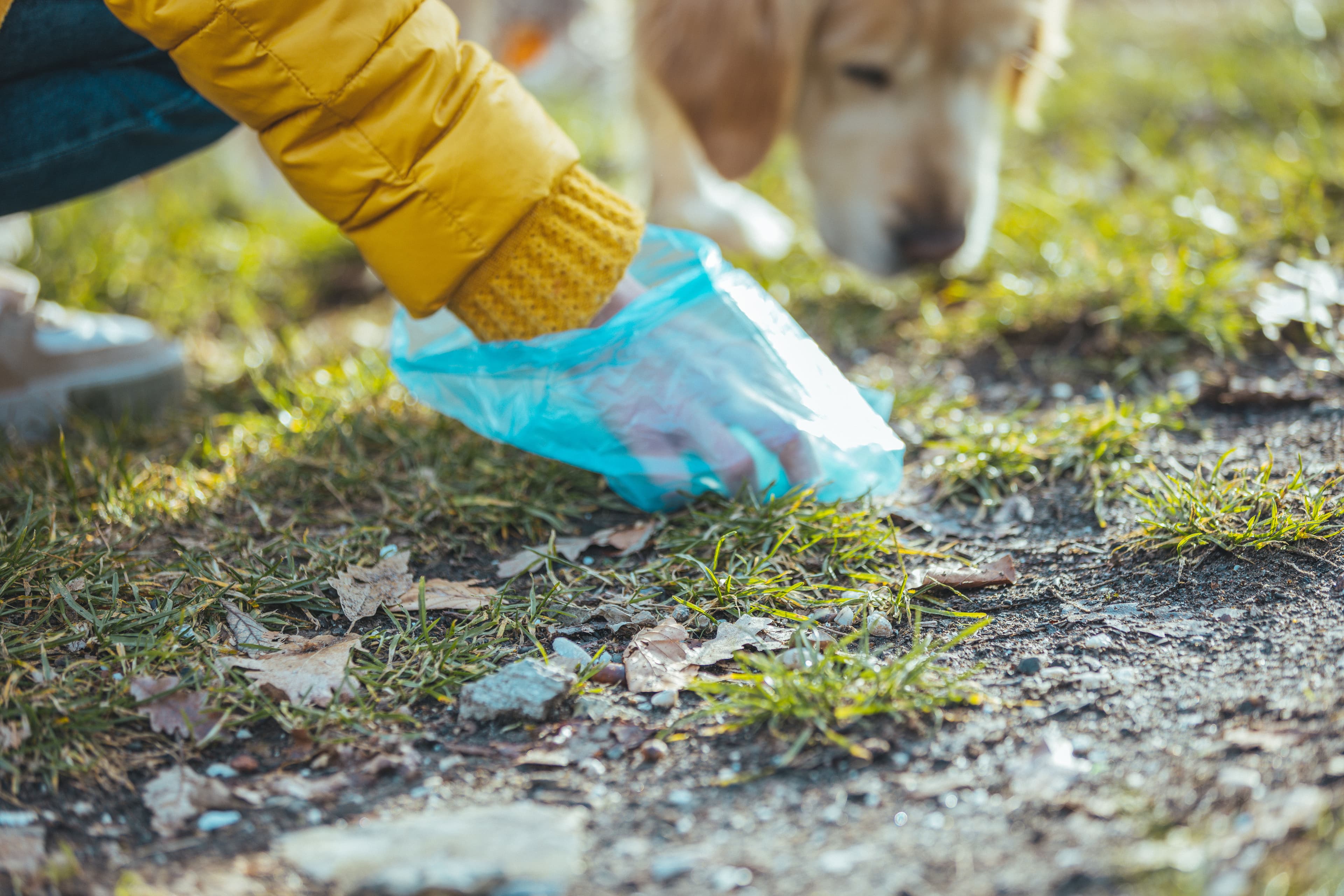  Dog Waste Cleanup image