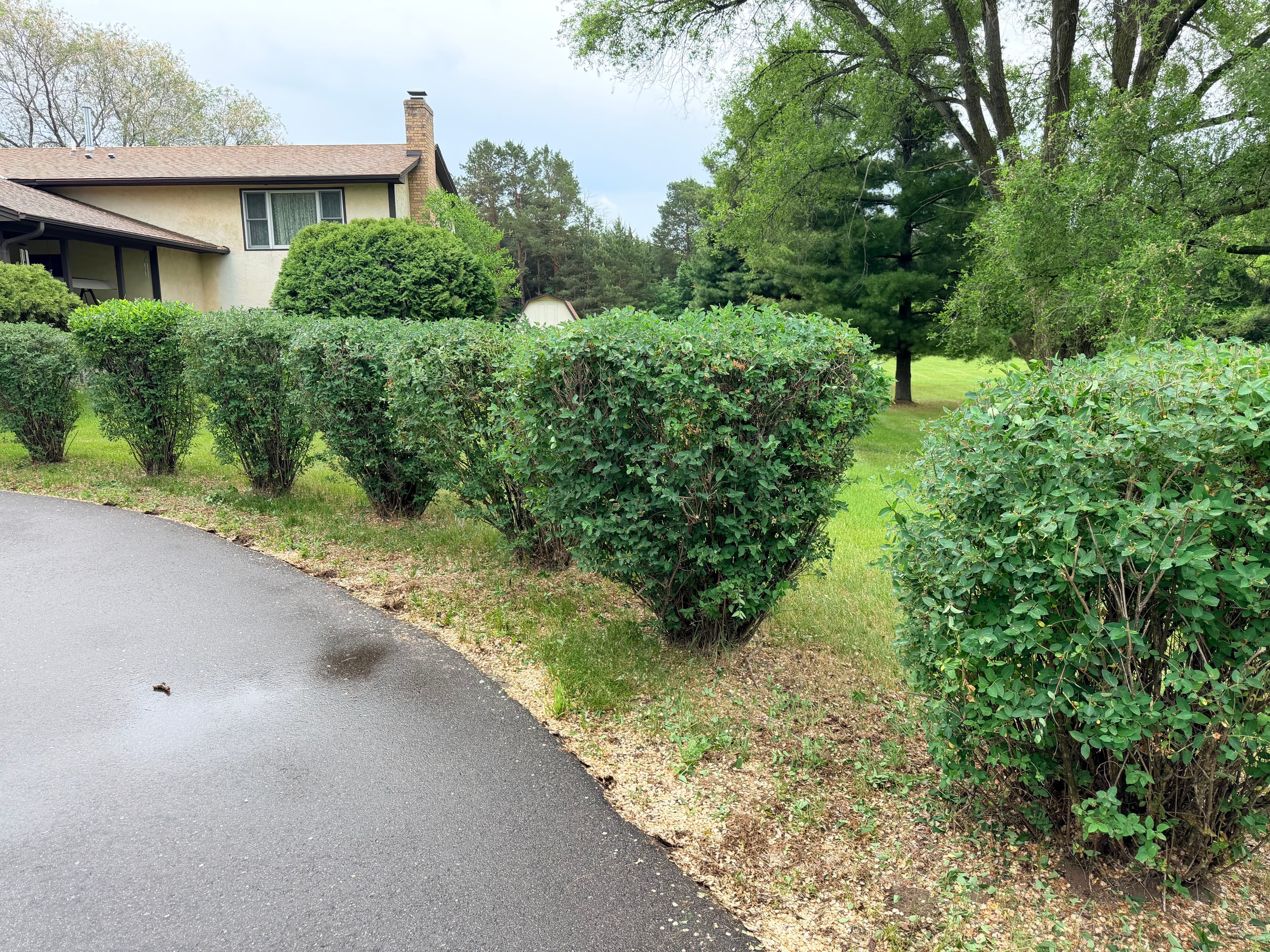 Hedge Trimming image