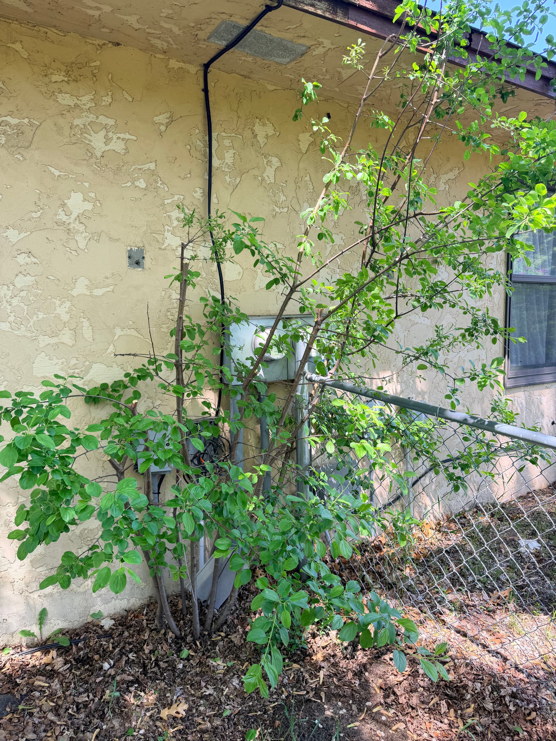 Overgrown Shrubs and Problem Trees Cut Back to the Stump image