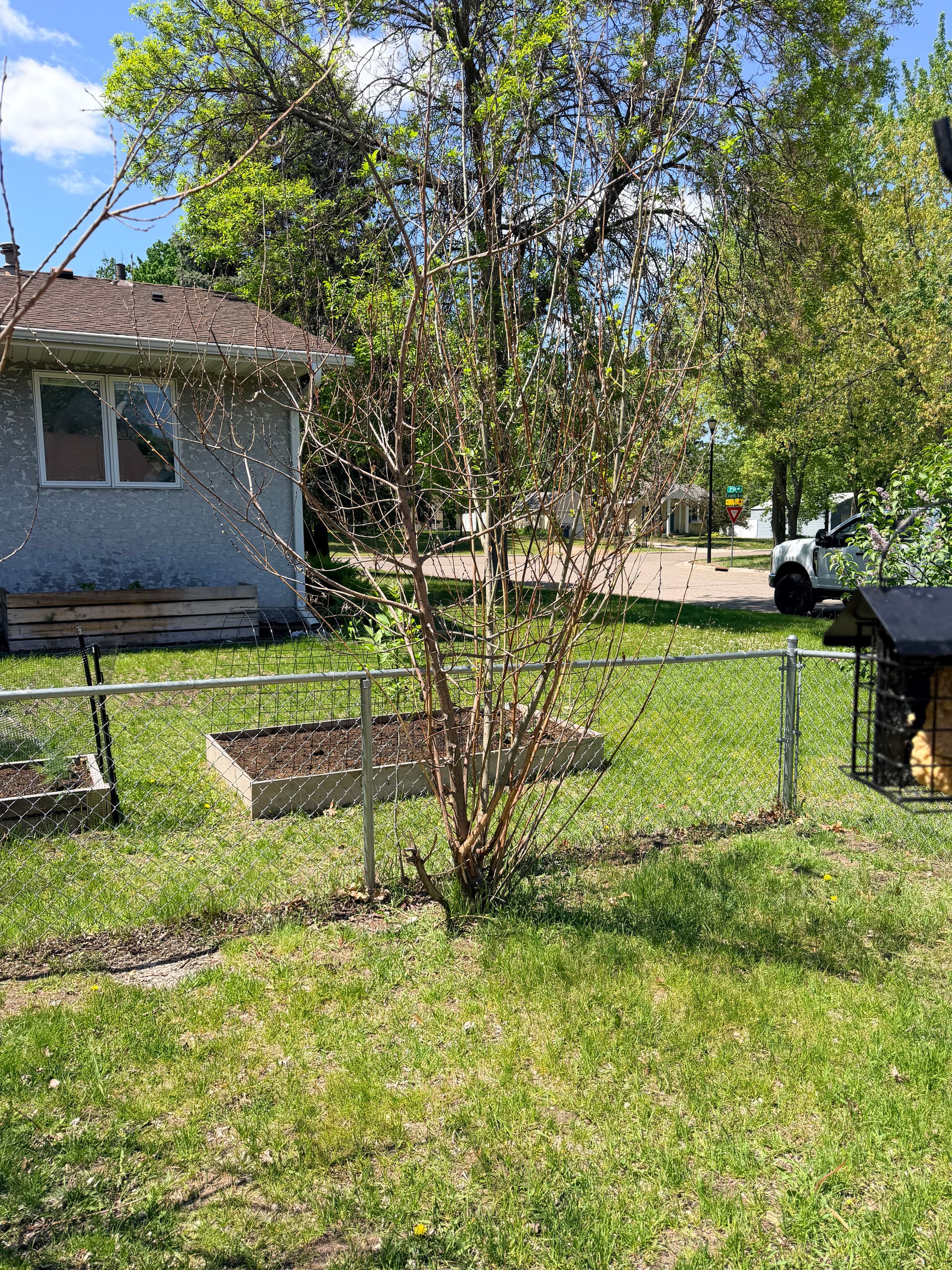 Gallery photos for Overgrown Shrubs and Problem Trees Cut Back to the Stump: Image #2