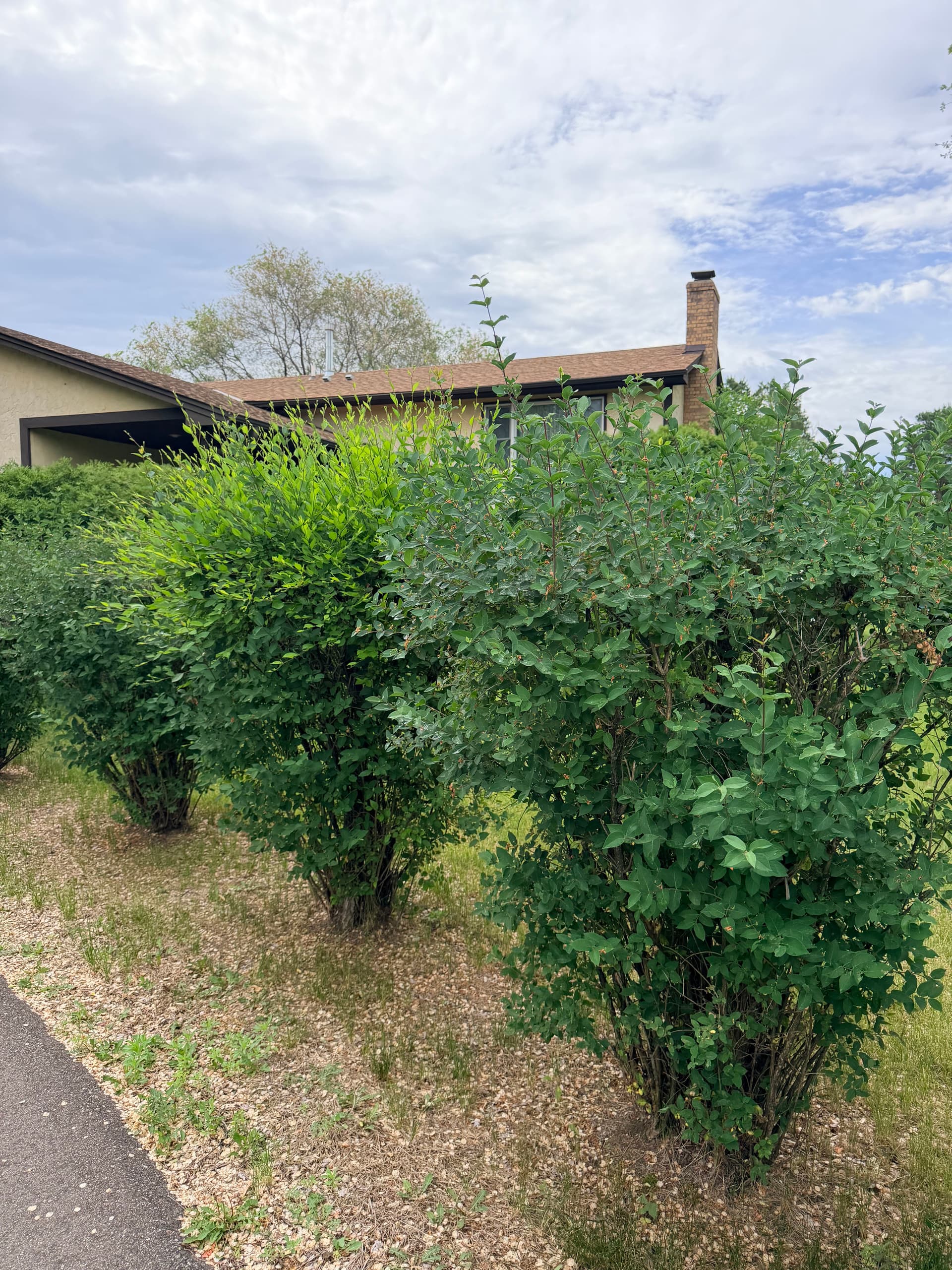 Shrub Trimming That Makes Your Front Yard Look Sharp Again image