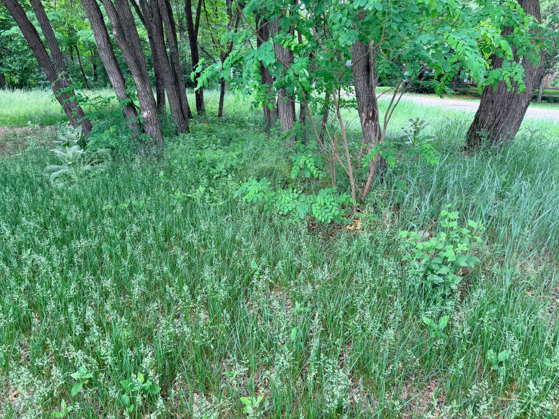 Gallery photos for Overgrown Yard Knocked Down and Cleaned Up Right: Image #4