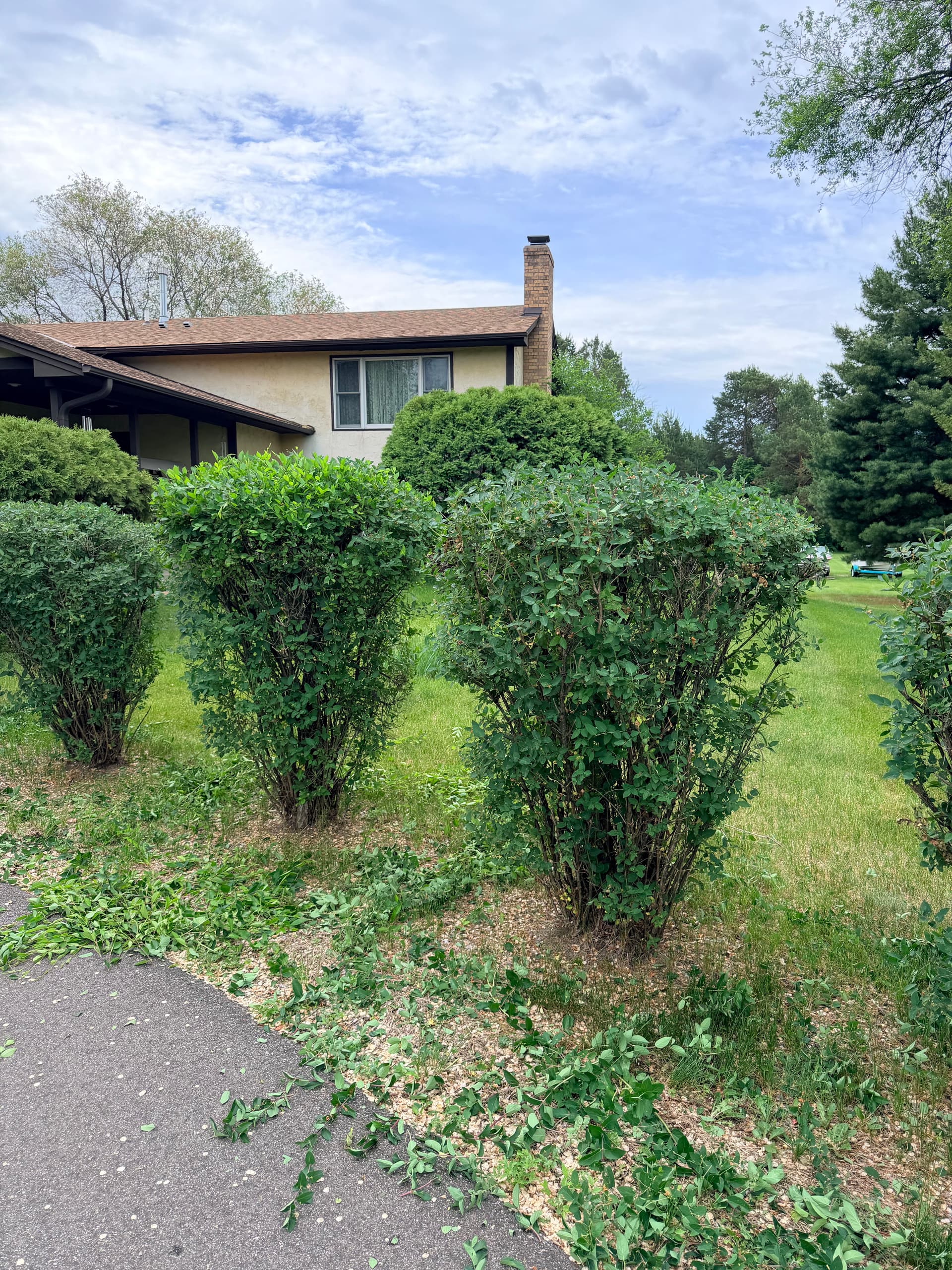 Gallery photos for Shrub Trimming That Makes Your Front Yard Look Sharp Again: Image #1