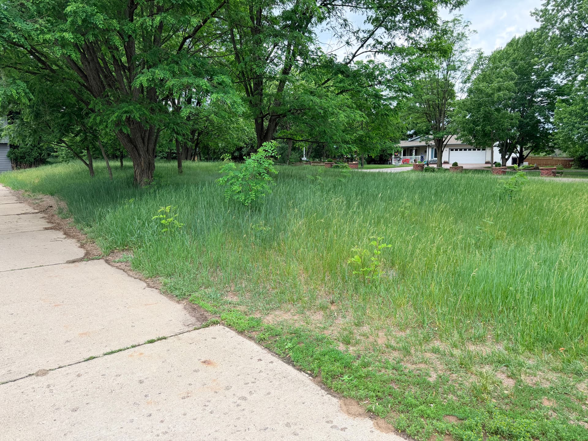 Gallery photos for Overgrown Yard Knocked Down and Cleaned Up Right: Image #1