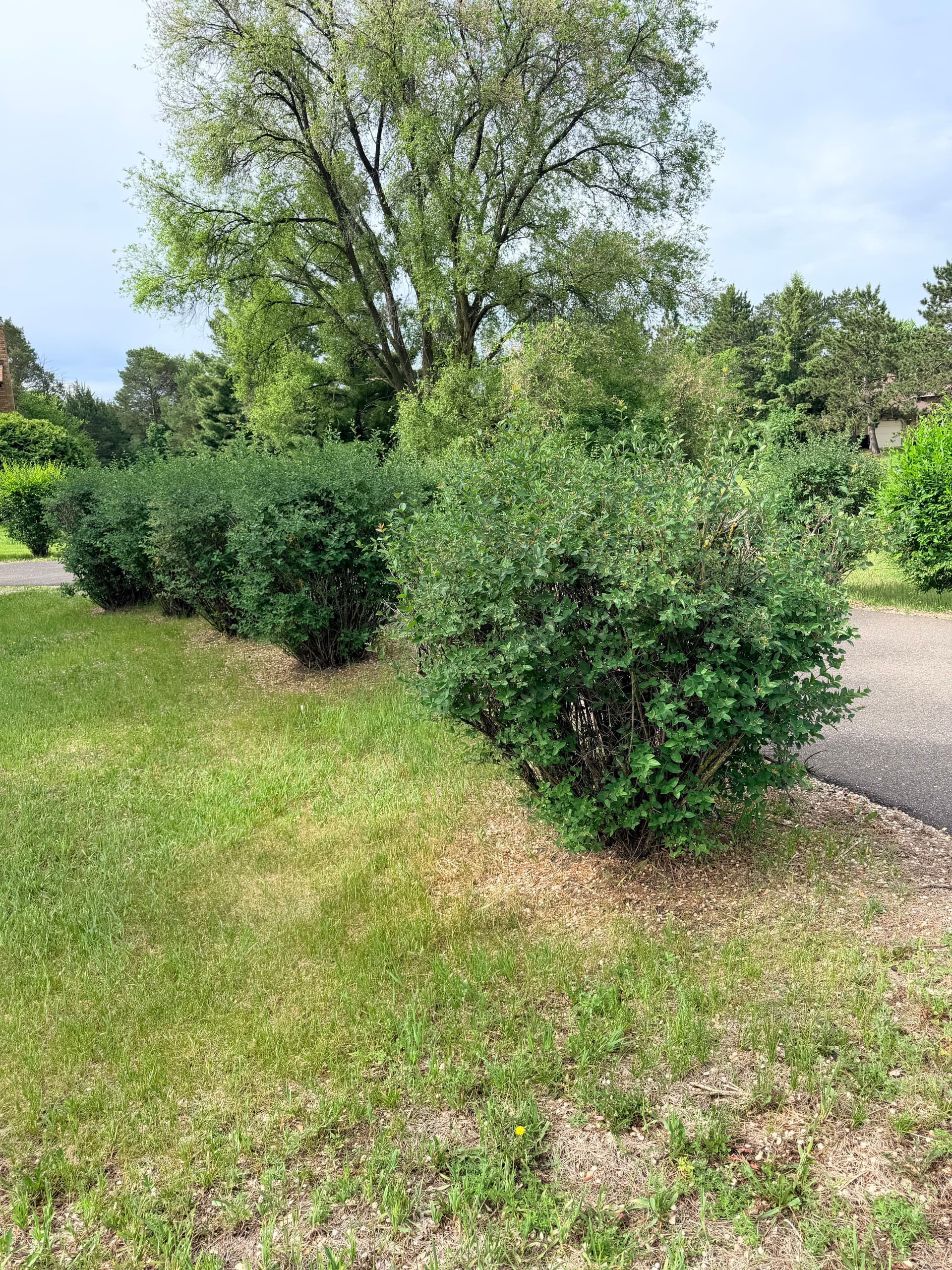Gallery photos for Shrub Trimming That Makes Your Front Yard Look Sharp Again: Image #2