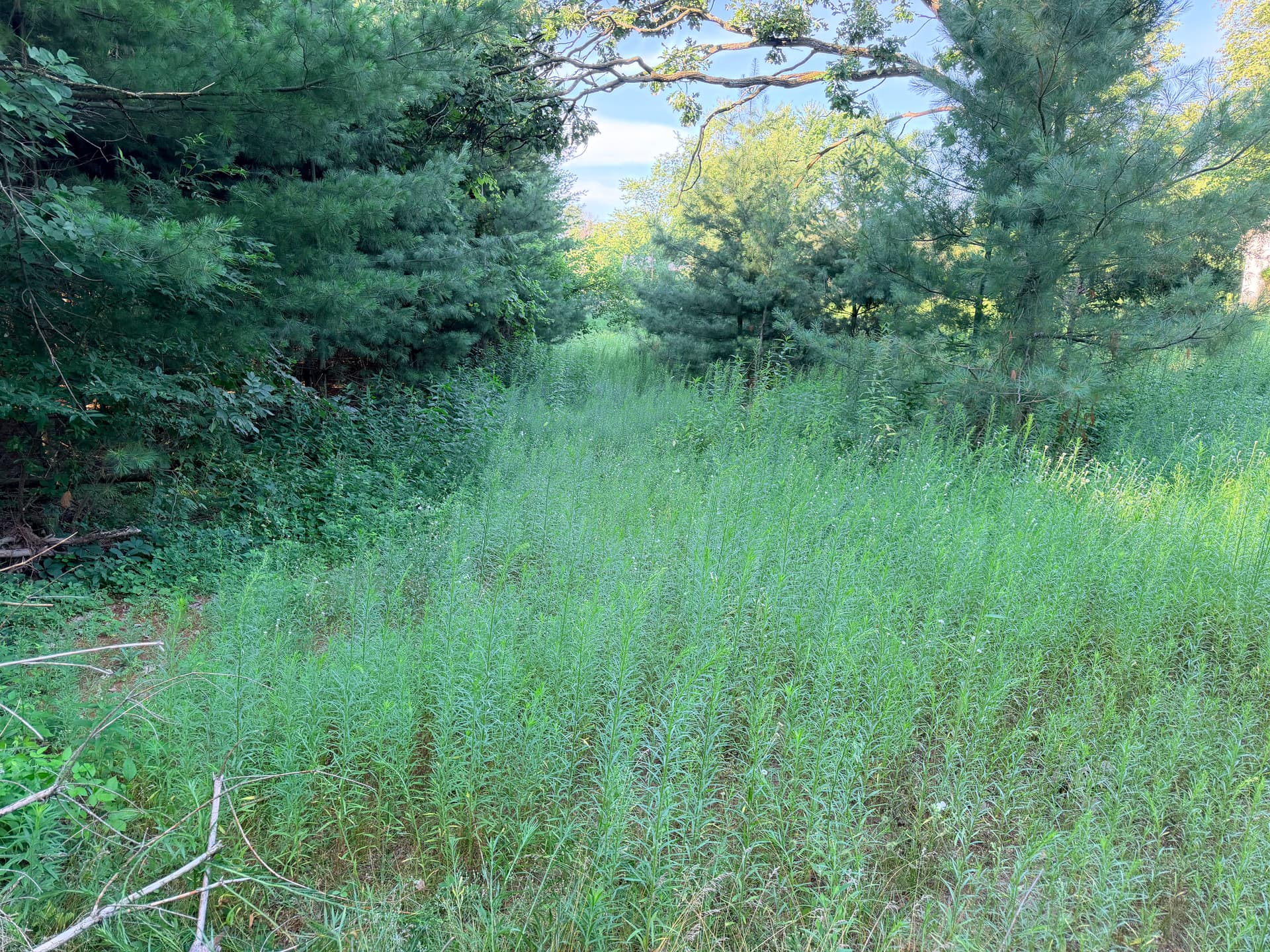 Overgrown Property Brush Cut Back to Usable Ground