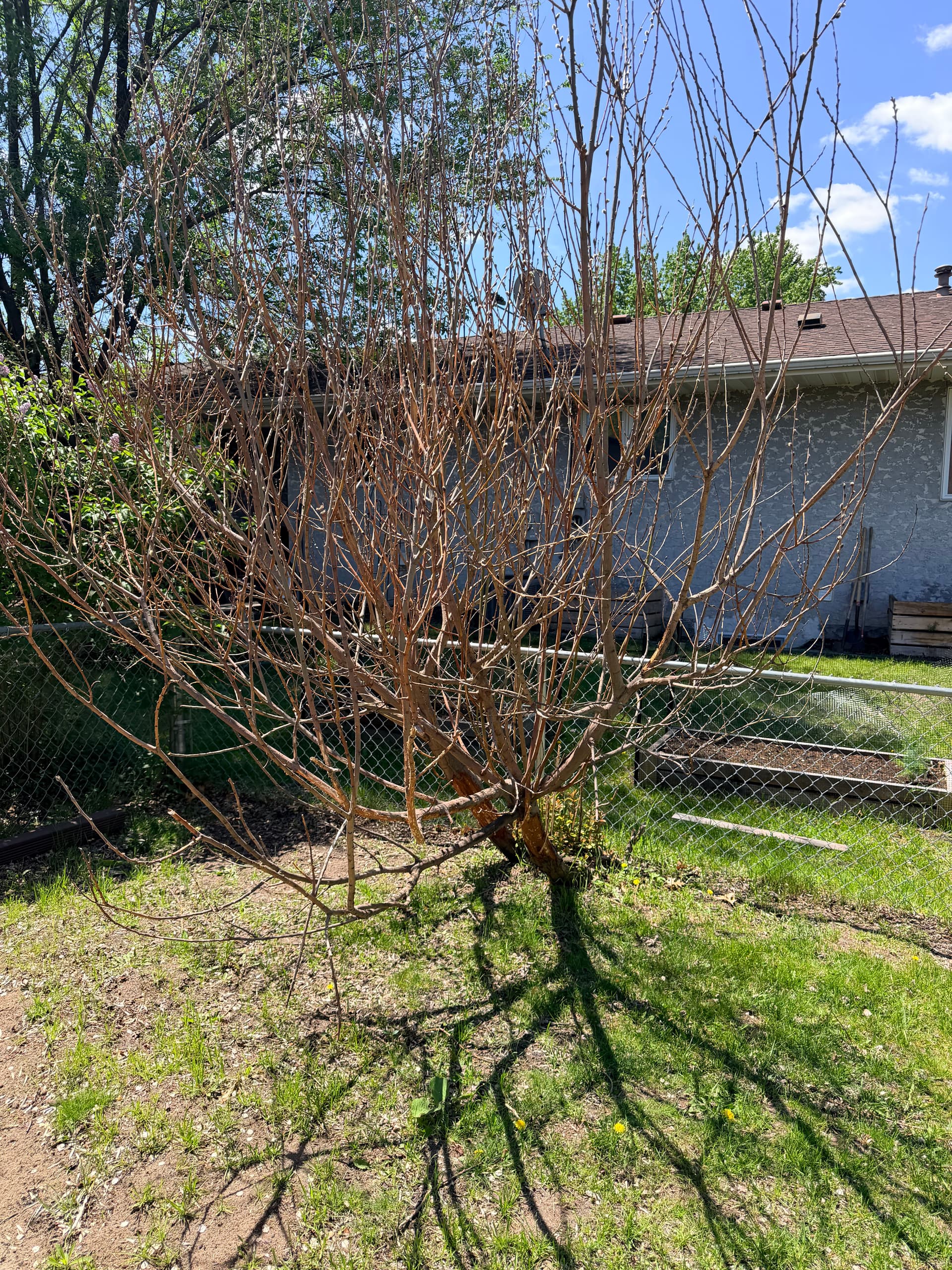 Gallery photos for Overgrown Shrubs and Problem Trees Cut Back to the Stump: Image #1