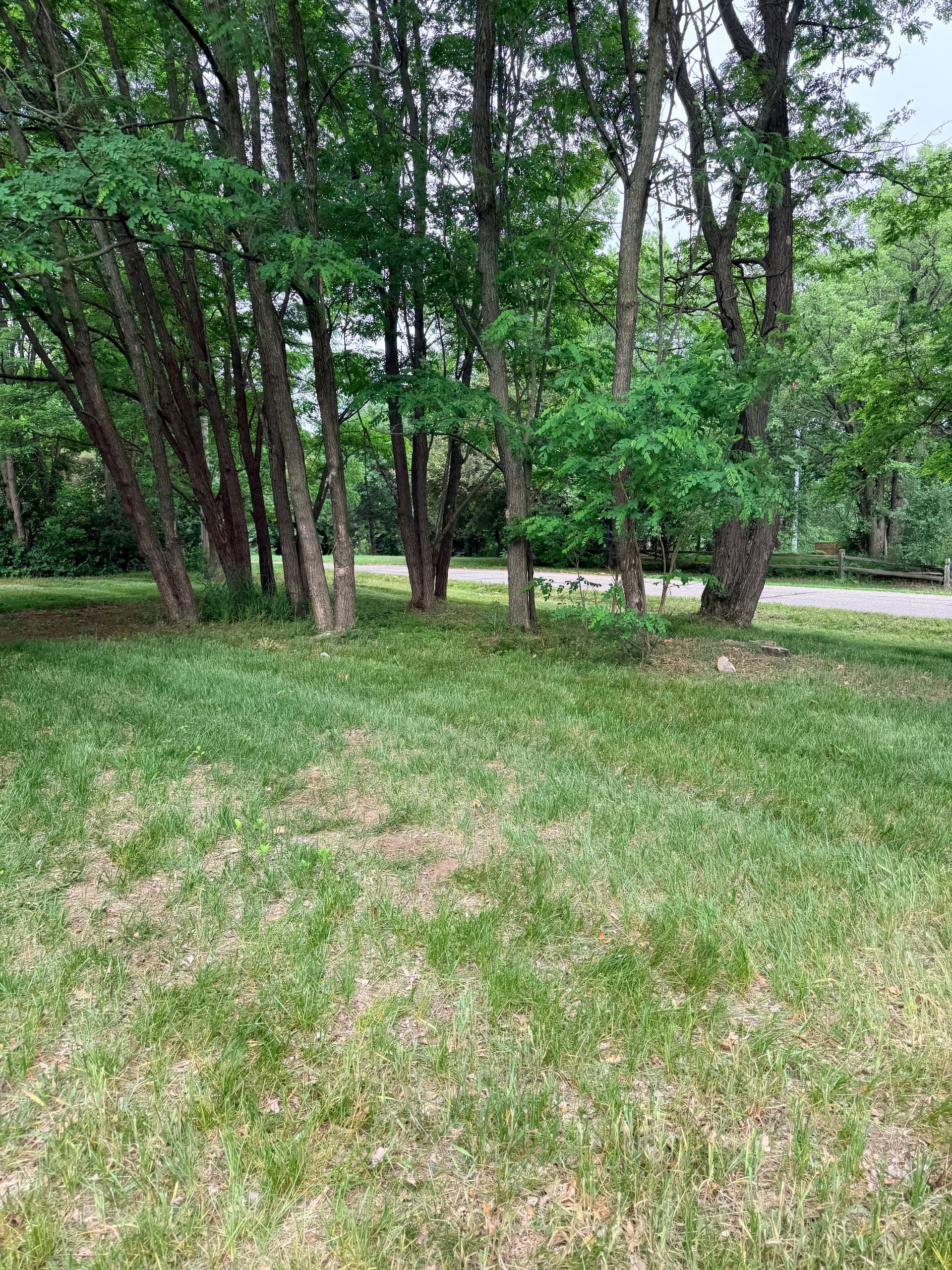 Gallery photos for Overgrown Yard Knocked Down and Cleaned Up Right: Image #7