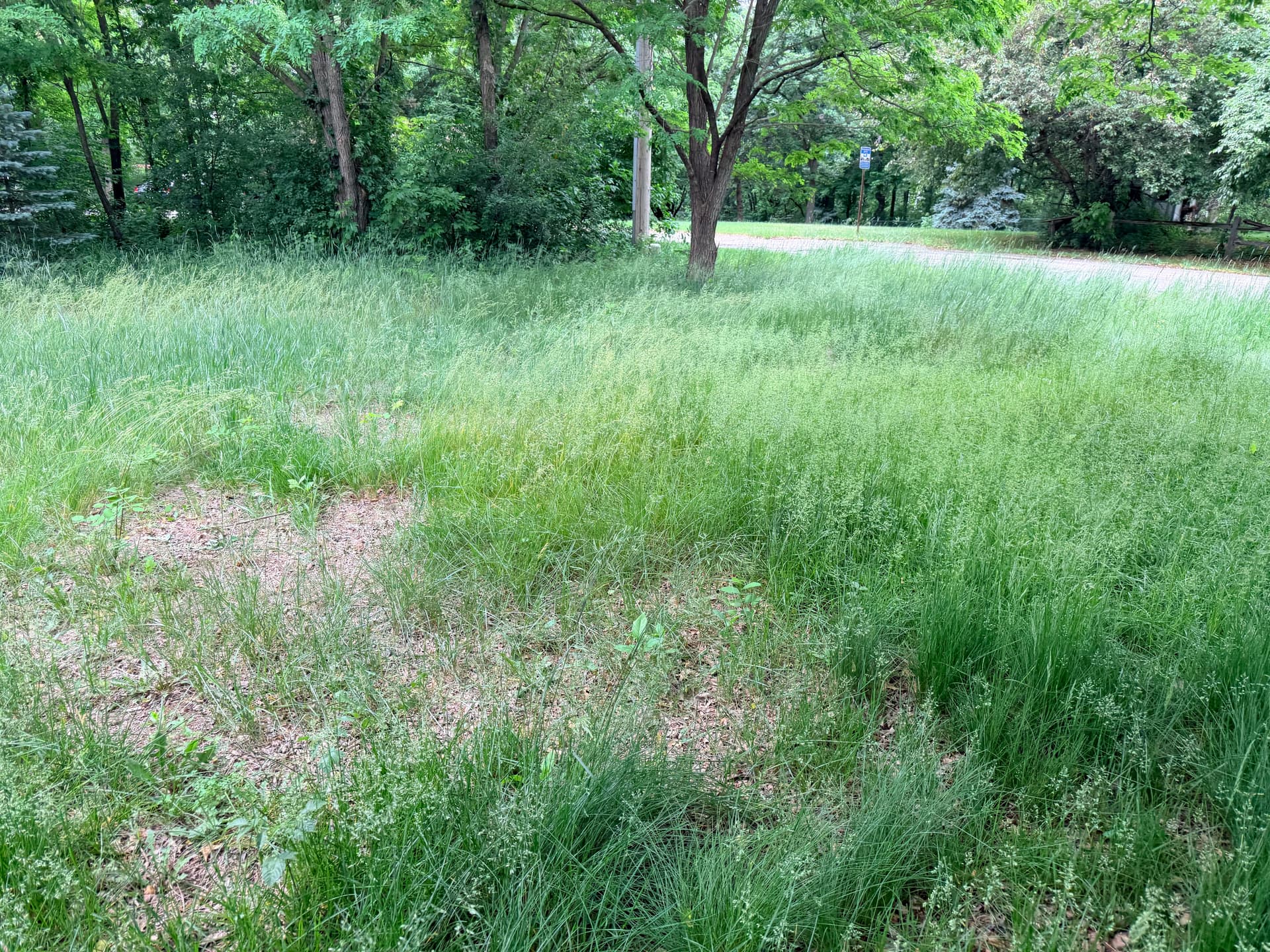 Gallery photos for Overgrown Yard Knocked Down and Cleaned Up Right: Image #3
