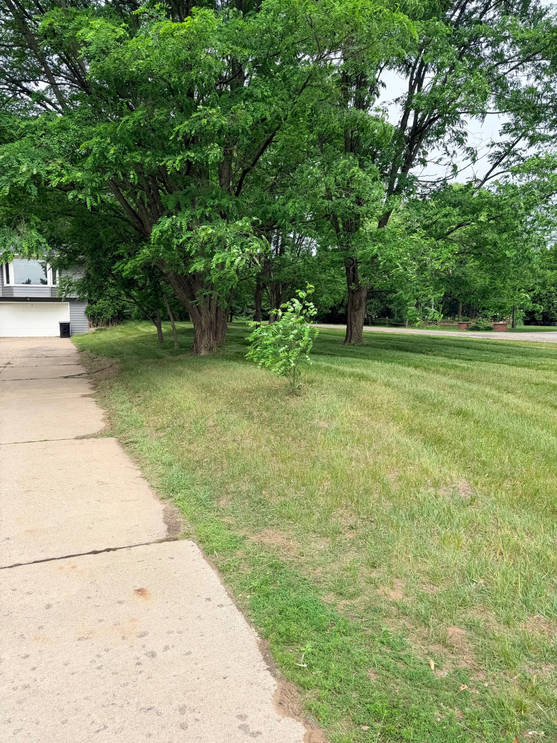 Gallery photos for Overgrown Yard Knocked Down and Cleaned Up Right: Image #6